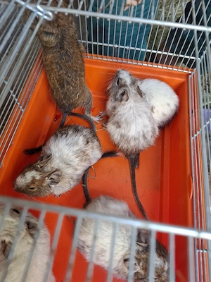 verkaufe Degus 
