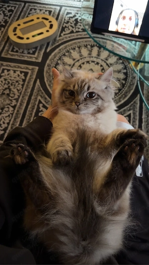Ragdoll Kitten 