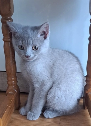 BKH   Suchen neue Familie 