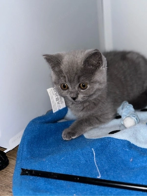 BKH Kitten blue, Stammbaum, Bernstein Augen