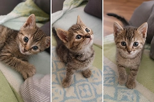 1.2 Cashmere Bengal Kitten an Ende Juli in Liebevolle Hände abzugeben!!