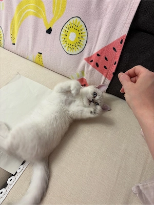BKH Kitten