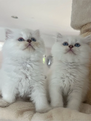 BLH kitten mit weiß mit blauen Augen..