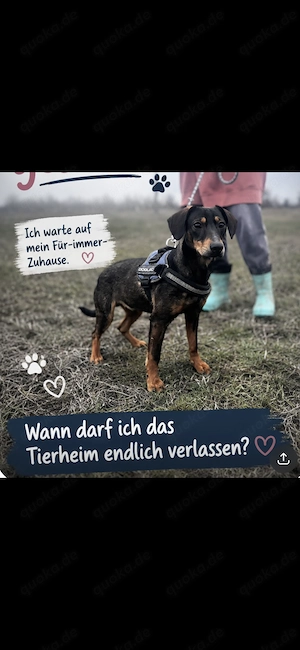 Kleiner Charmeur sucht Endzuhause