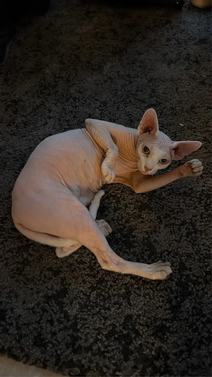 SUCHE Deckkater für reinrassige Sphynx 