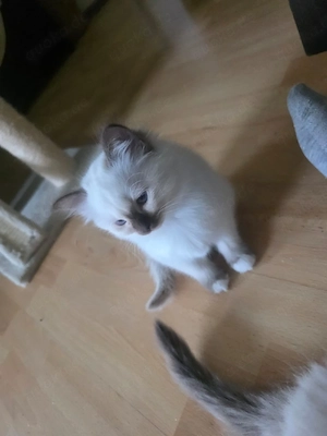 Traumhaftes Heilige Birma   Siam Mix Kitten (w) mit blauen Augen   