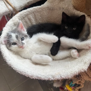Babykatze 