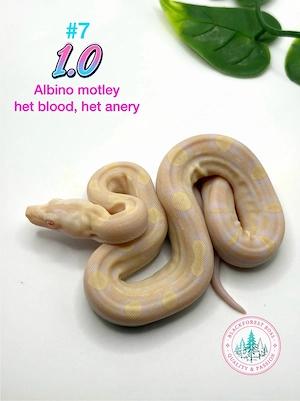 1.0 Albino motley het blood ,het anery (het snow d.h ice opal)