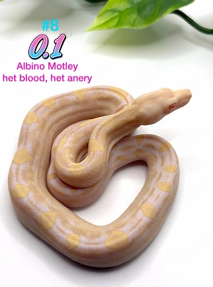 0.1 Albino motley het blood ,het anery (het snow d.h. ice opal)
