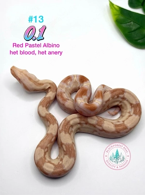 0.1 Red pastel Albino het blood het anery (het snow d.h. ice opal)