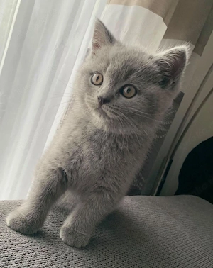 Liebevolle BKH Kitten suchen ein neues Zuhause. 
