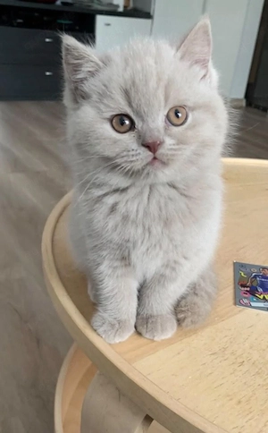 Liebevolle BKH Kitten suchen ab sofort ein neues Zuhause 