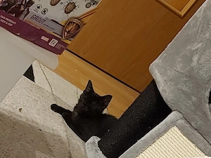 Katter zu verkaufen 