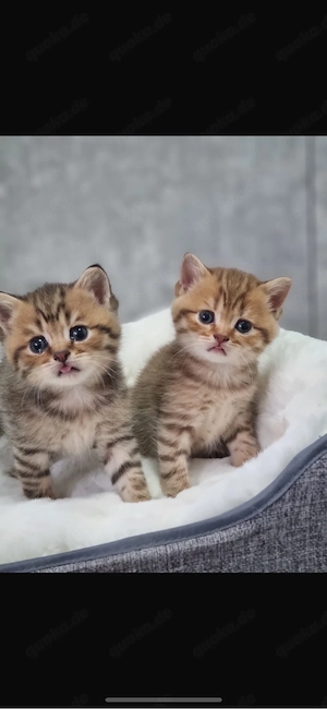 Britisch Kurzhaar Kitten ab 01.07. abzugeben