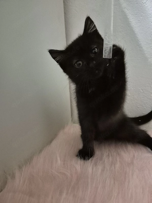 siam mix Kitten 