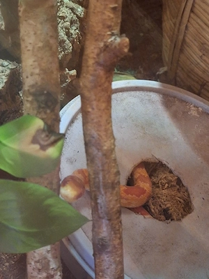 2 Kornnattern inkl. je 1 Terrarium 
