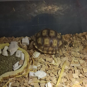 Spornschildkröte 