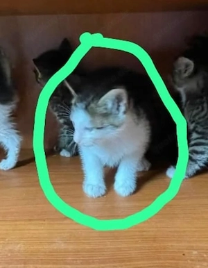 junge Katzen abzugeben 