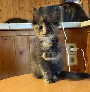 2 kitten in liebevolle hände abzugeben 