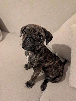 Französische Bulldogge Pointermix 