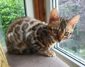 Bengal katzenbabies kitten