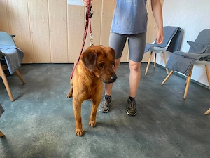 Santos, zzt. in Ungarn, der zu Menschen stets freundliche Hundemann ähnelt einem Labrador-Mix Bild 3