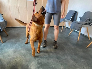 Santos, zzt. in Ungarn, der zu Menschen stets freundliche Hundemann ähnelt einem Labrador-Mix Bild 2
