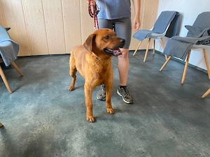 Santos, zzt. in Ungarn, der zu Menschen stets freundliche Hundemann ähnelt einem Labrador-Mix Bild 4