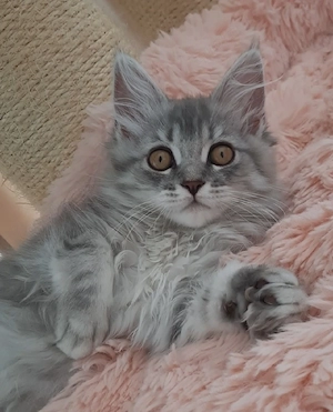 Maine Coon Kitten katze mädchen