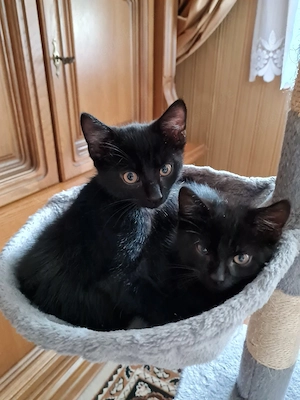 Katzenbabys 