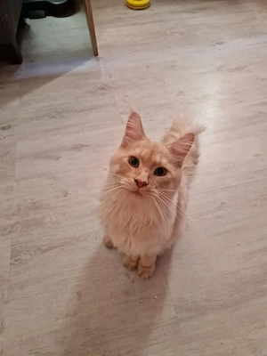 odin sucht ein schönes neues Zuhause 