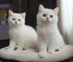 Britisch kurz haar kitten