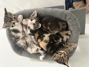 Katzen Babys 