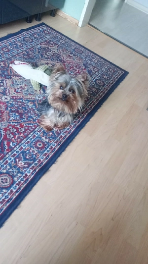 Deckrüde kein Verkauf  Mini Yorkshire Terrier 