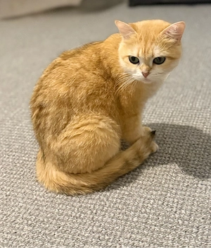 Britisch Kurzhaar Katze Black Golden Shaded
