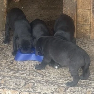 Wunderschöne Schwarze Doggen Welpen