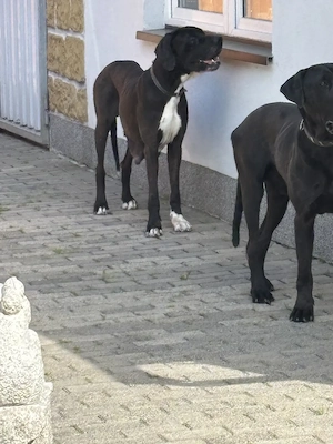 Wunderschöne Schwarze Doggen Welpen