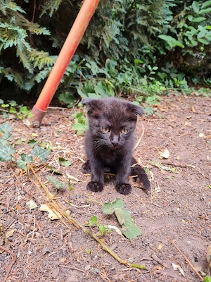 Katzenbabys 