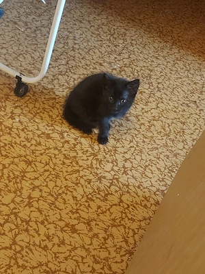4 Kätzchen suchen ein liebevolles Zuhause