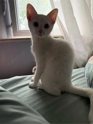 kätzchen   Katze 14 woche alt 