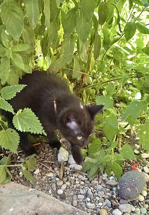 Katzenbabys vom Land