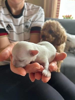 Maltipoo Welpen