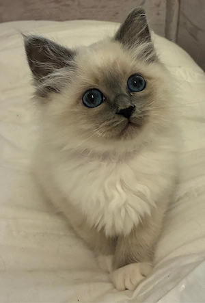 Heilige Birma kitten Mädchen 