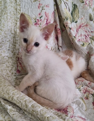 Siam Katerchen, red point