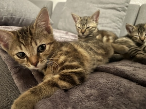  Liebevolle Kitten suchen ihr Für-immer-Zuhause