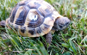 Griechische Landschildkröten von 2025