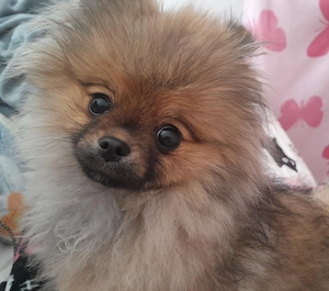 Zwergspitz Pomeranian