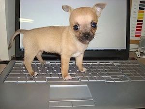 Kleine Pfoten, große Herzen   Liebevolle Chihuahua-Welpen suchen ihr Für-immer-Zuhause 
