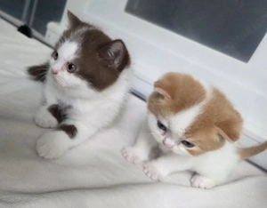 Kitten im Doppelpack red und Choco 