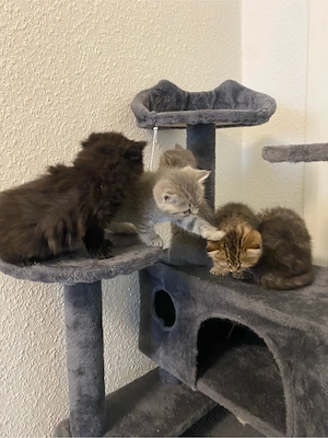 BKH x Perser kitten 